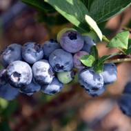 Саджанець Лохина Блю Голд в контейнері